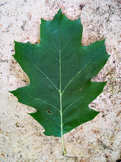 {Quercus rubra}